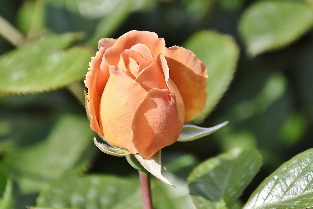 Foto: Concurso de rosas - Barcelona (Cataluña), España