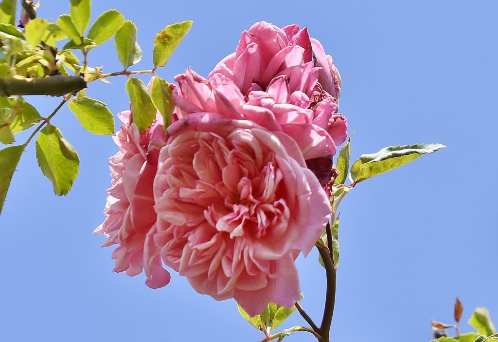 Foto: Concurso de rosas - Barcelona (Cataluña), España