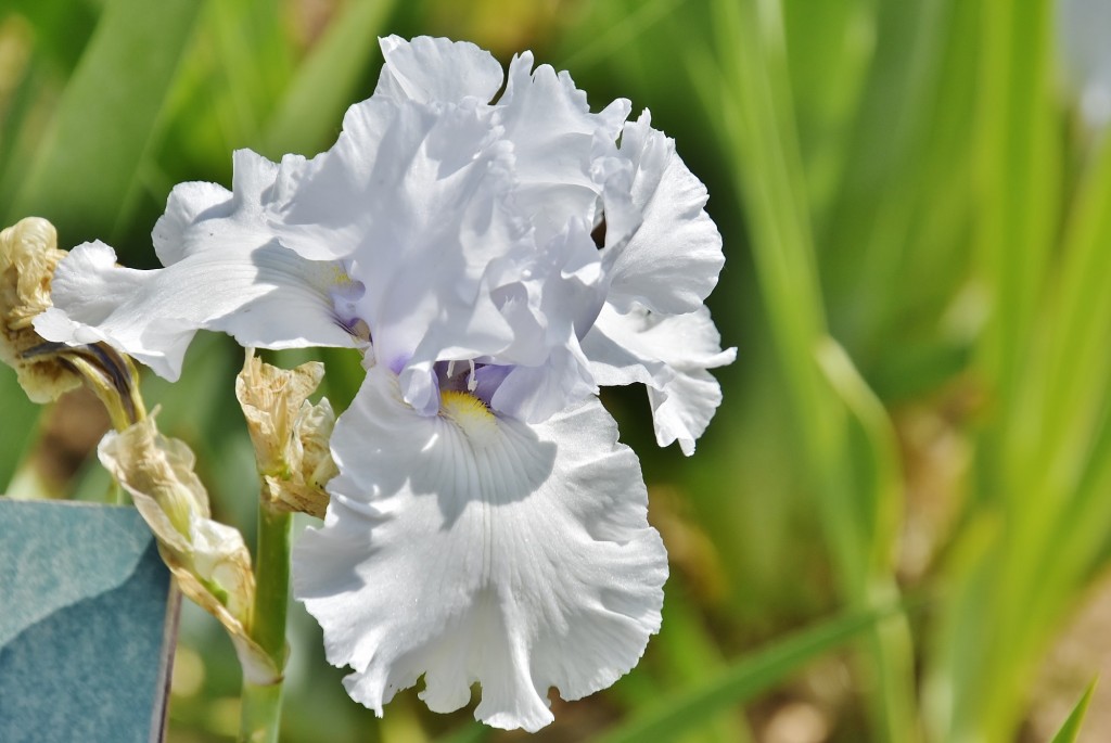 Foto: Concurso de rosas - Barcelona (Cataluña), España