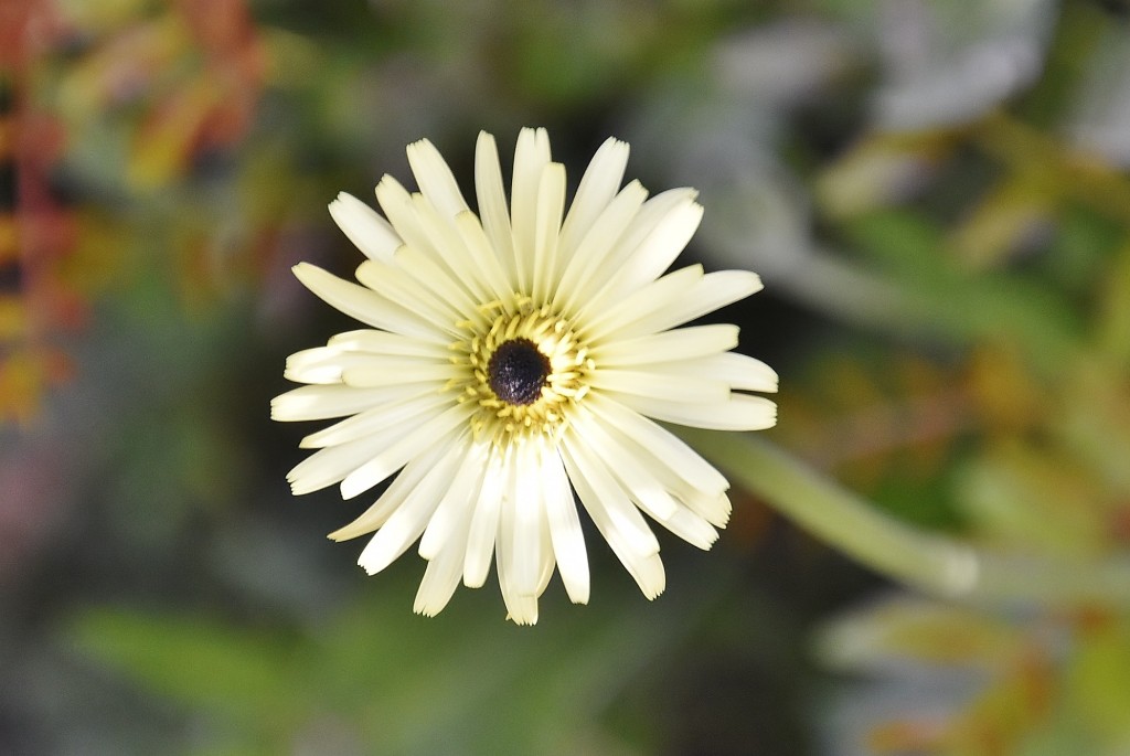 Foto: Concurso de rosas - Barcelona (Cataluña), España