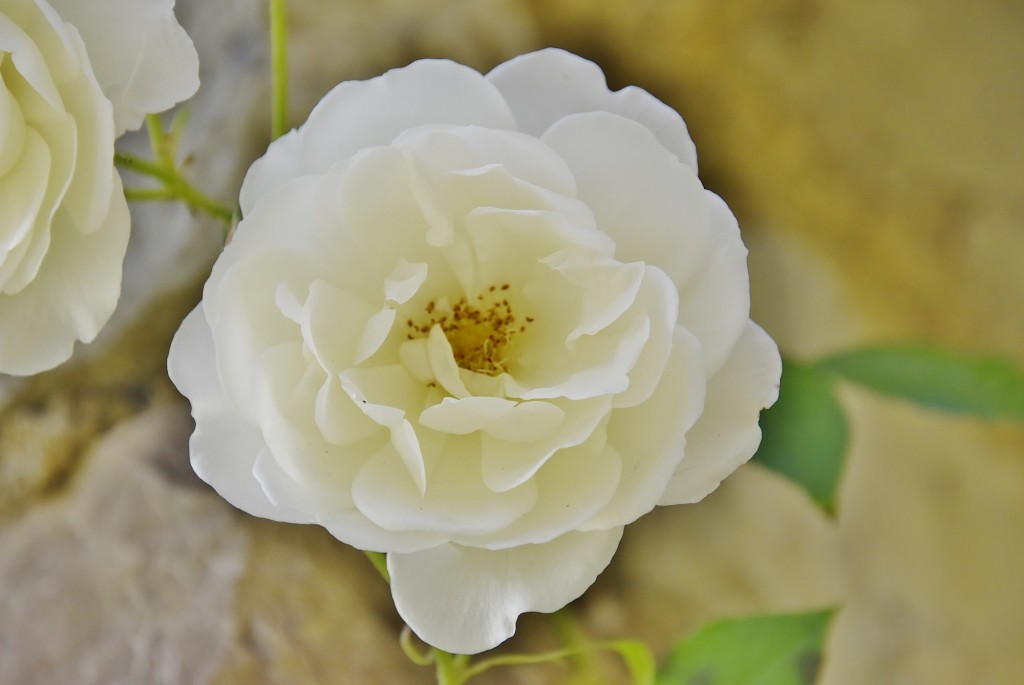 Foto: Concurso de rosas - Barcelona (Cataluña), España