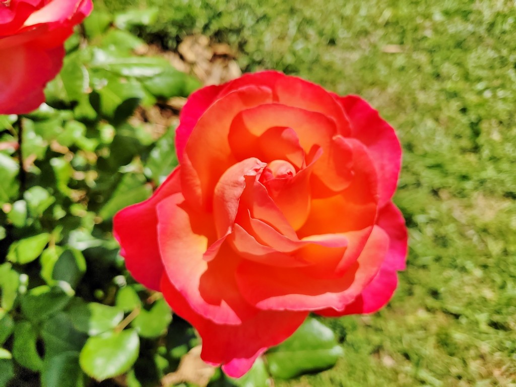 Foto: Concurso de rosas - Barcelona (Cataluña), España