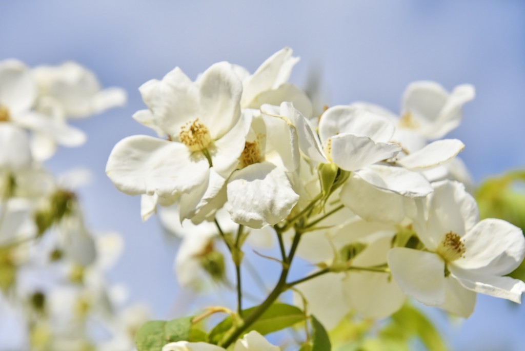 Foto: Concurso de rosas - Barcelona (Cataluña), España