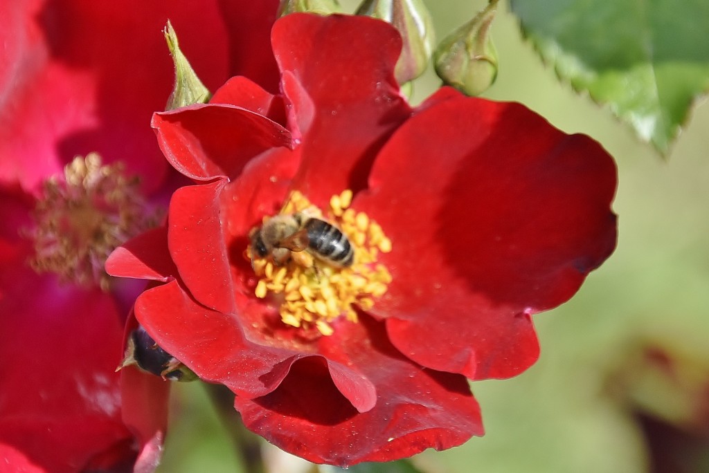 Foto: Concurso de rosas - Barcelona (Cataluña), España