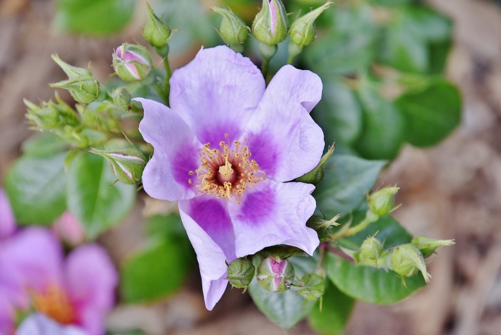 Foto: Concurso de rosas - Barcelona (Cataluña), España