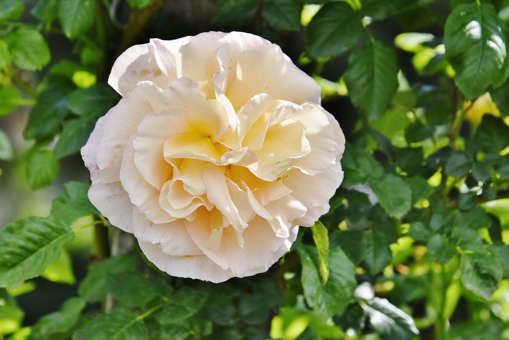 Foto: Concurso de rosas - Barcelona (Cataluña), España