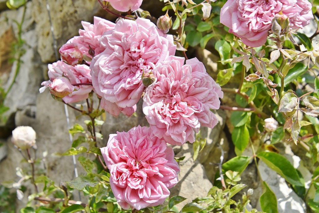 Foto: Concurso de rosas - Barcelona (Cataluña), España