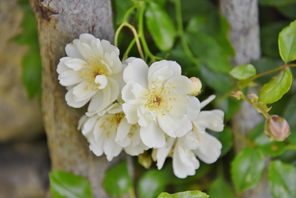 Foto: Concurso de rosas - Barcelona (Cataluña), España
