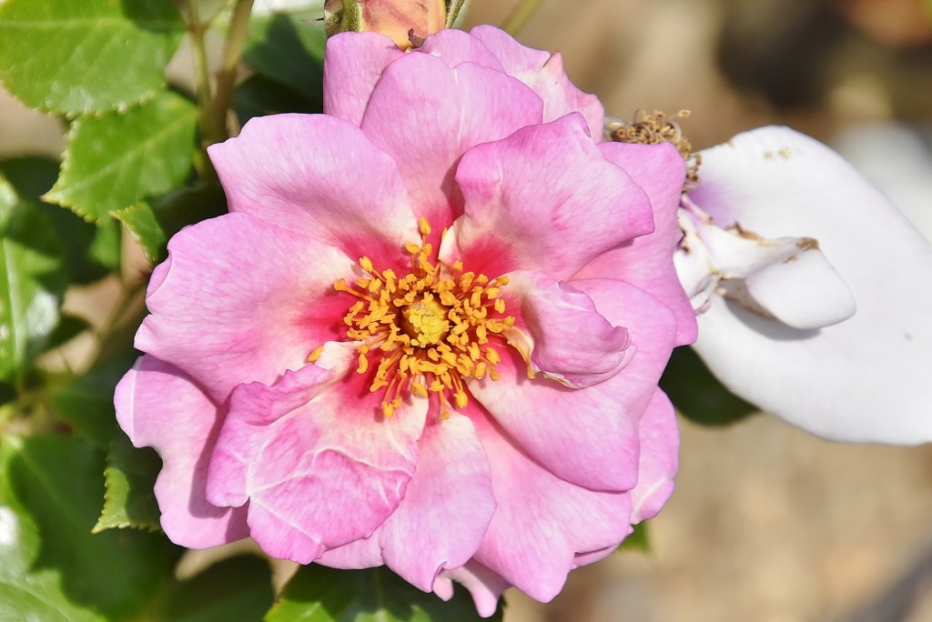 Foto: Concurso de rosas - Barcelona (Cataluña), España