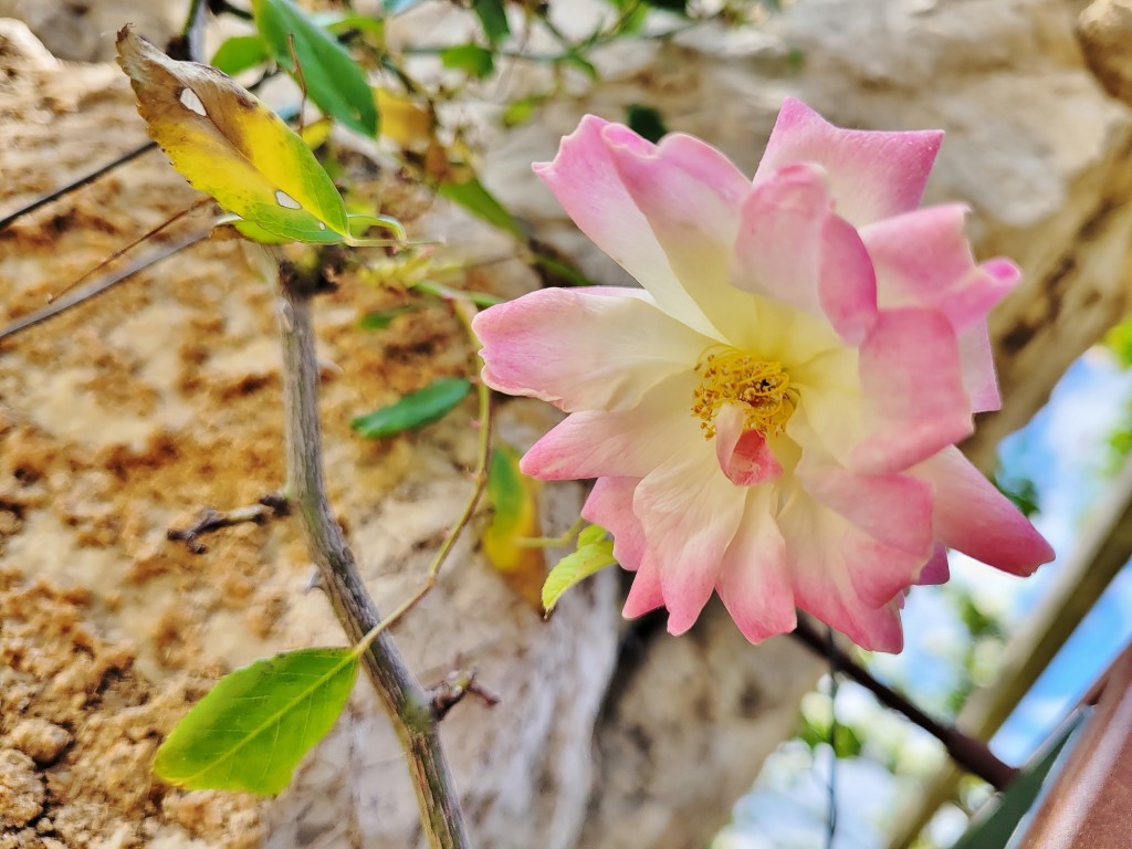 Foto: Concurso de rosas - Barcelona (Cataluña), España
