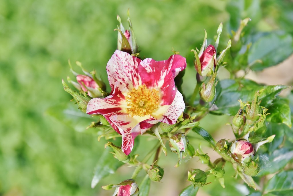 Foto: Concurso de rosas - Barcelona (Cataluña), España