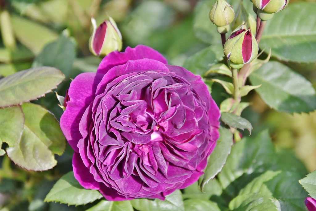Foto: Concurso de rosas - Barcelona (Cataluña), España