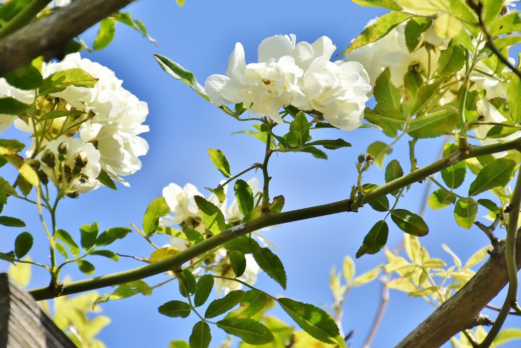 Foto: Concurso de rosas - Barcelona (Cataluña), España