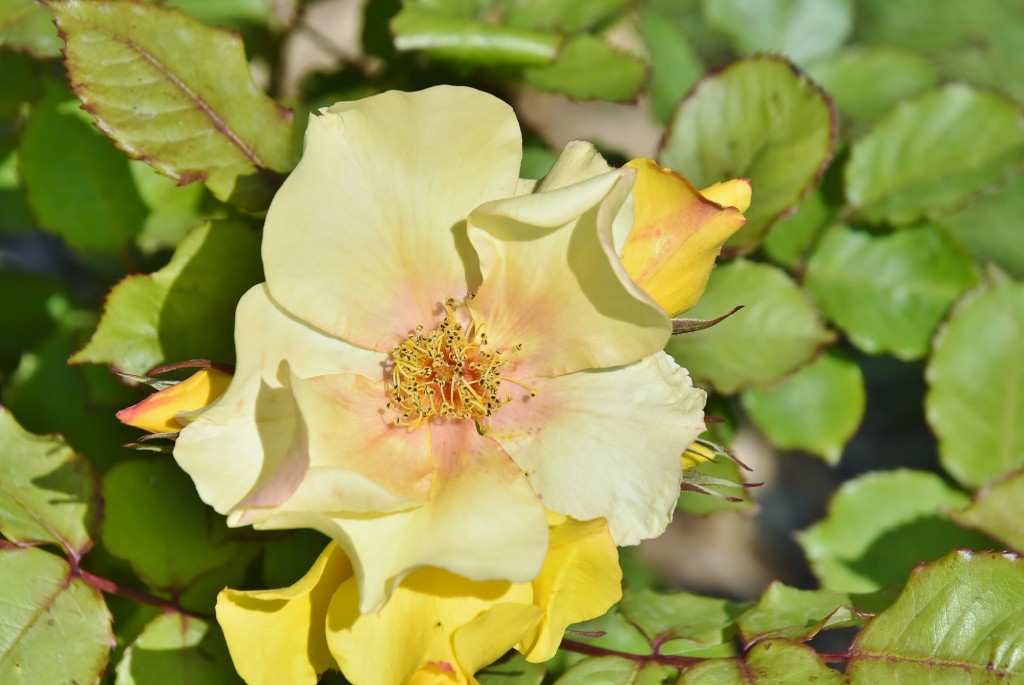 Foto: Concurso de rosas - Barcelona (Cataluña), España