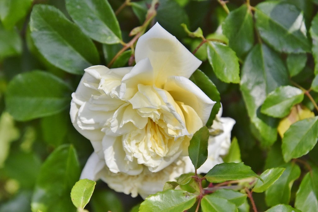 Foto: Concurso de rosas - Barcelona (Cataluña), España