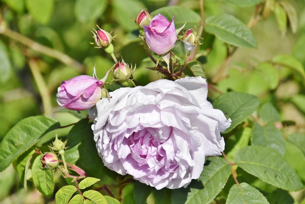 Foto: Concurso de rosas - Barcelona (Cataluña), España
