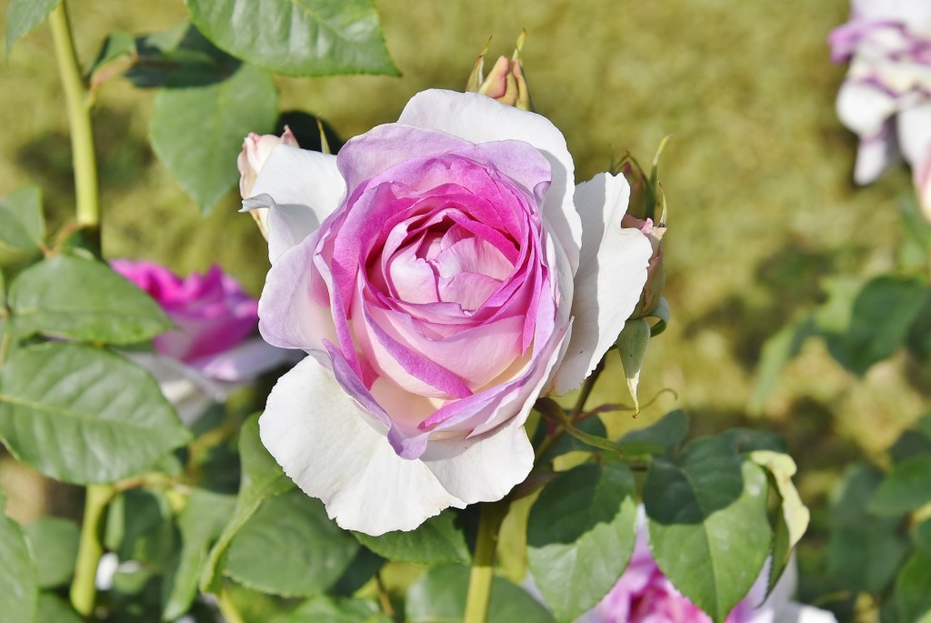 Foto: Concurso de rosas - Barcelona (Cataluña), España