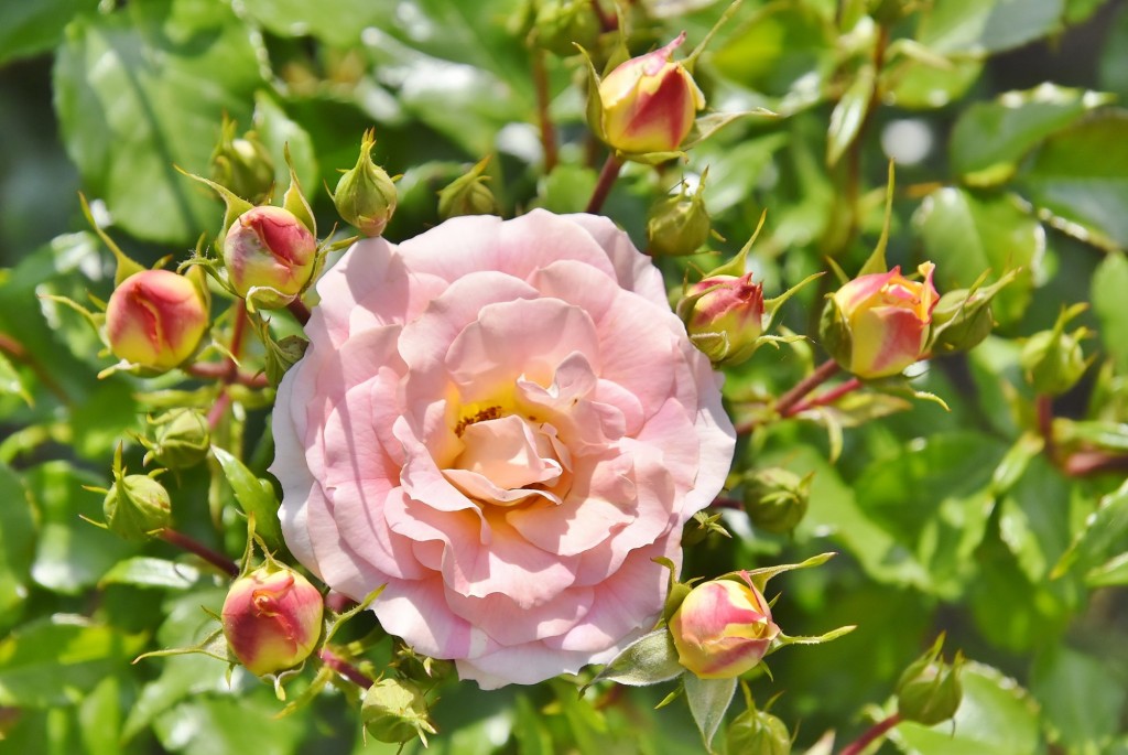Foto: Concurso de rosas - Barcelona (Cataluña), España