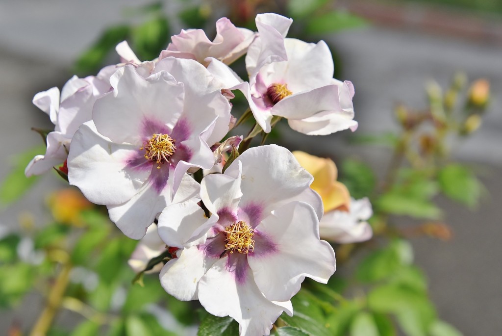 Foto: Concurso de rosas - Barcelona (Cataluña), España