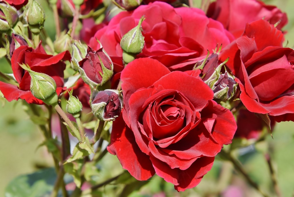 Foto: Concurso de rosas - Barcelona (Cataluña), España