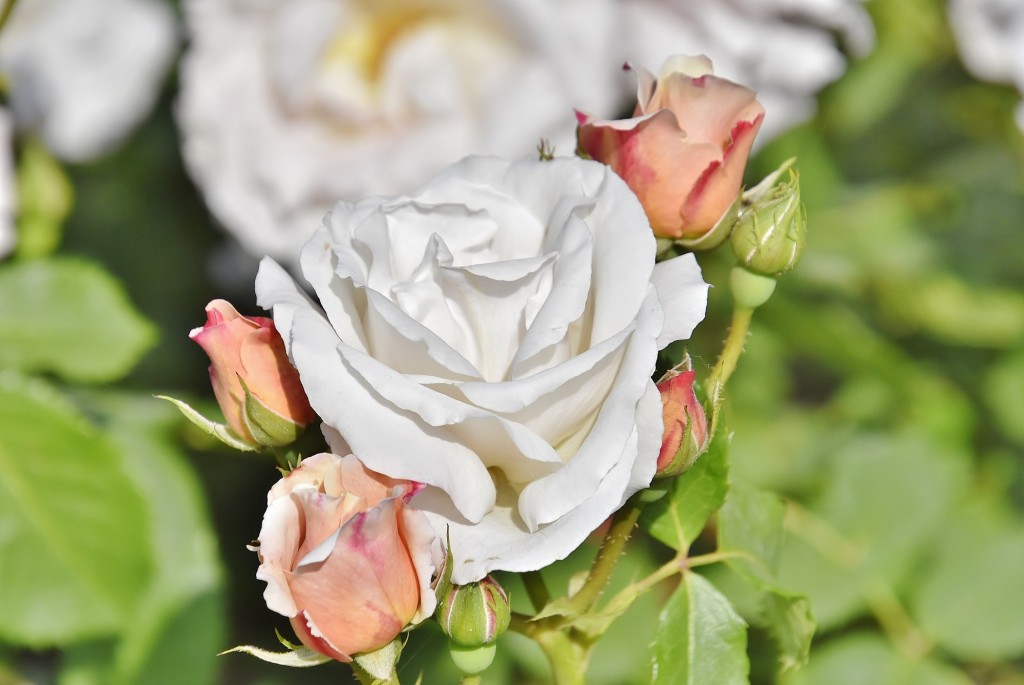Foto: Concurso de rosas - Barcelona (Cataluña), España