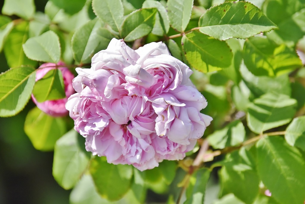 Foto: Concurso de rosas - Barcelona (Cataluña), España