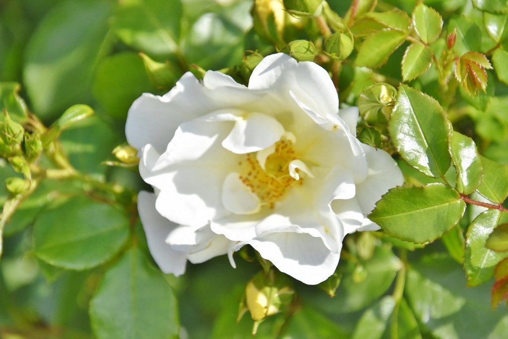 Foto: Concurso de rosas - Barcelona (Cataluña), España