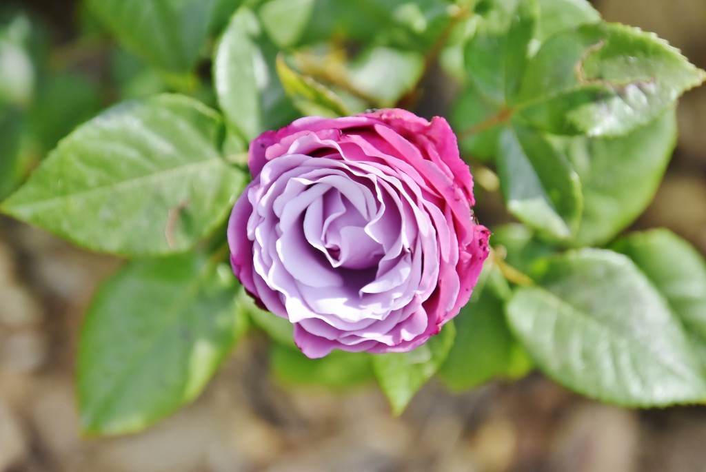 Foto: Concurso de rosas - Barcelona (Cataluña), España