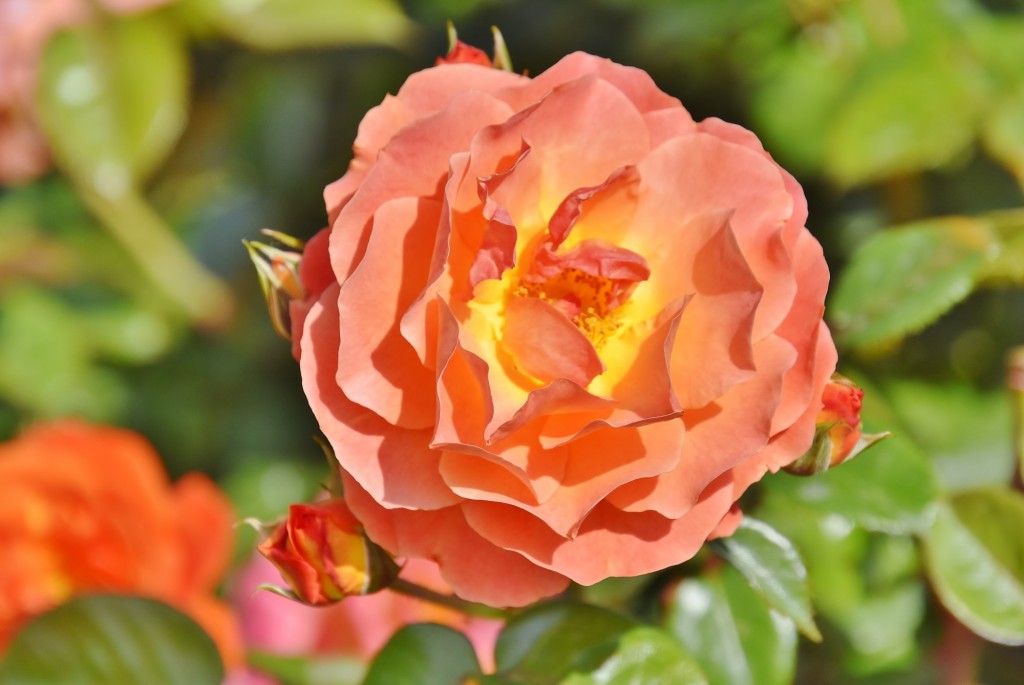 Foto: Concurso de rosas - Barcelona (Cataluña), España