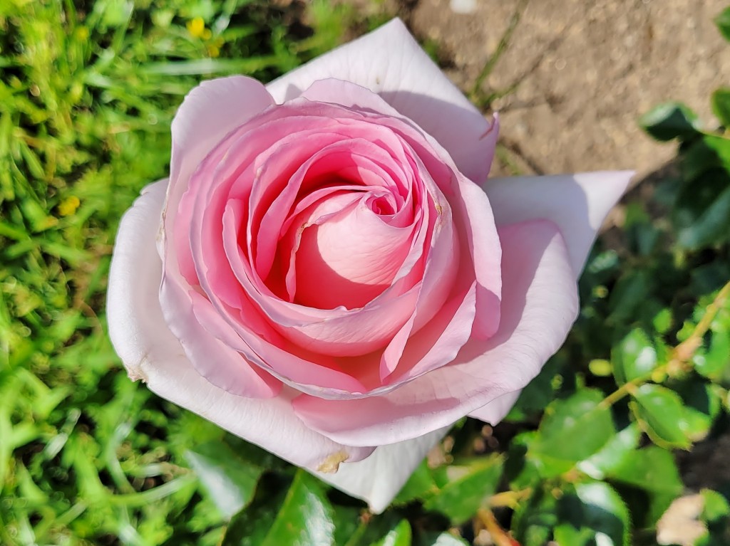 Foto: Concurso de rosas - Barcelona (Cataluña), España