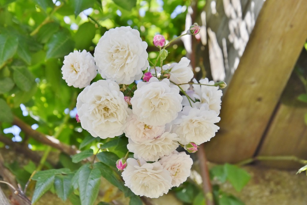 Foto: Concurso de rosas - Barcelona (Cataluña), España