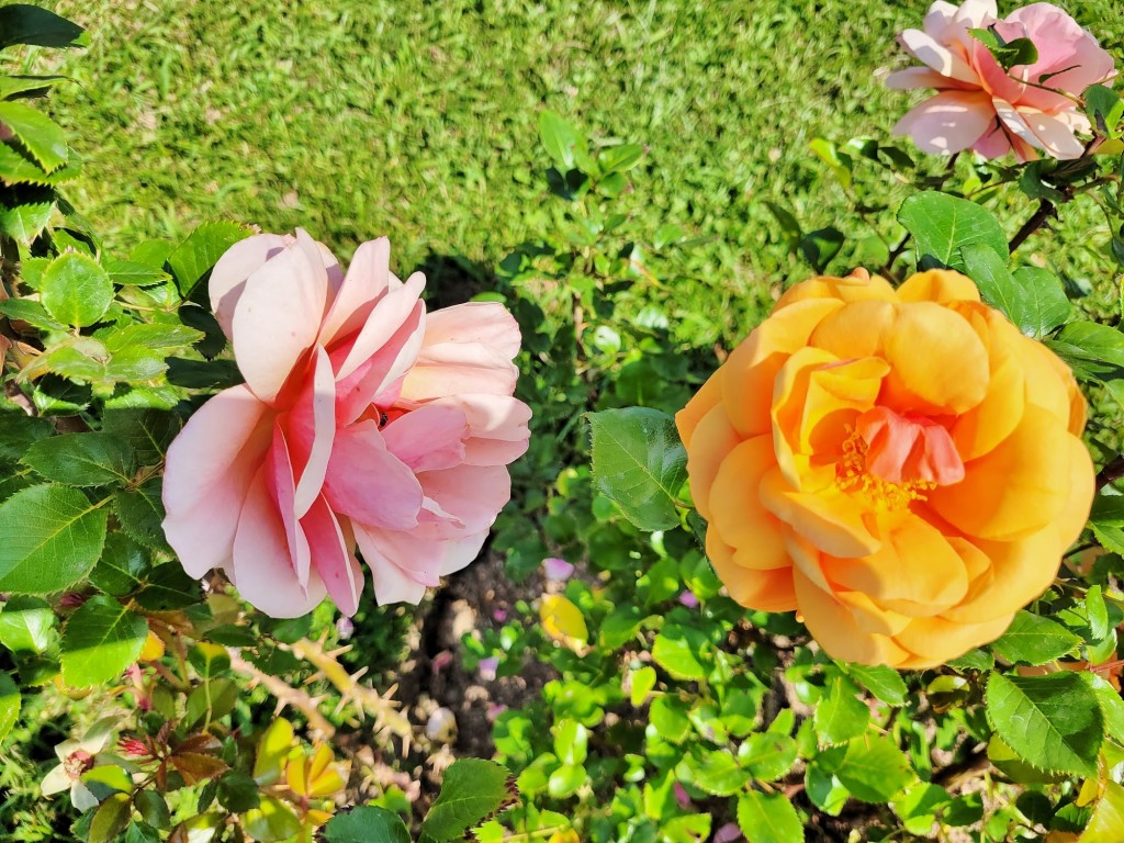 Foto: Concurso de rosas - Barcelona (Cataluña), España