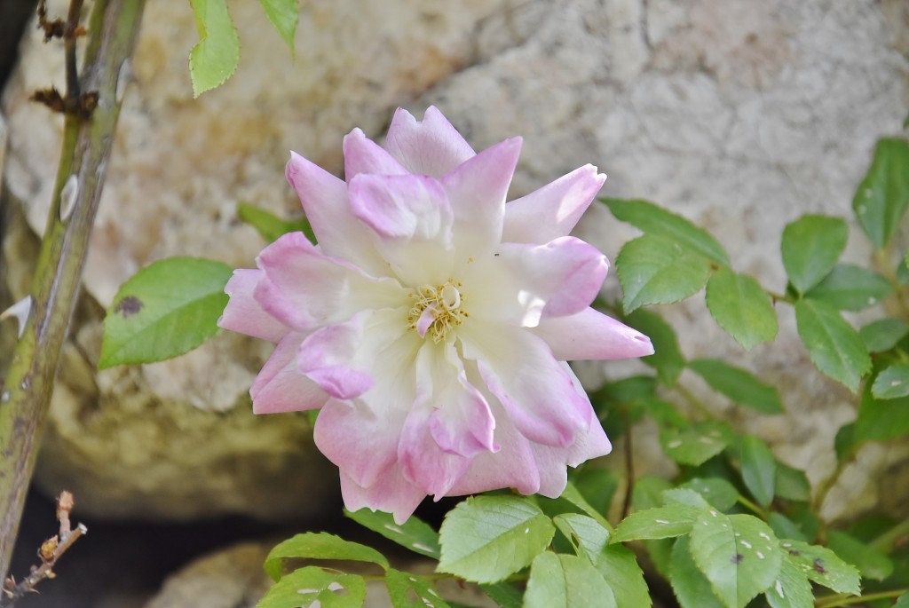 Foto: Concurso de rosas - Barcelona (Cataluña), España