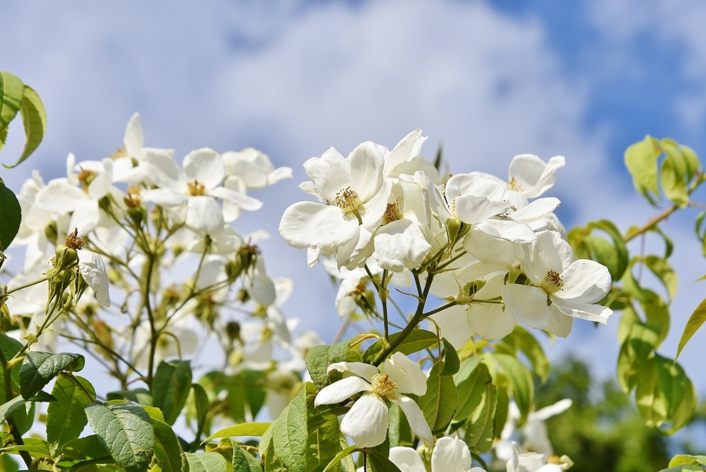 Foto: Concurso de rosas - Barcelona (Cataluña), España