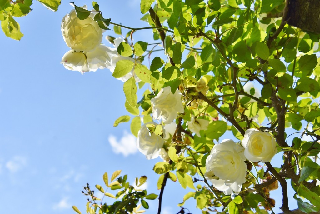 Foto: Concurso de rosas - Barcelona (Cataluña), España