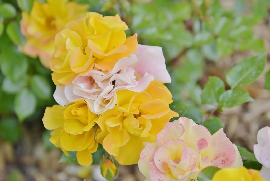 Foto: Concurso de rosas - Barcelona (Cataluña), España