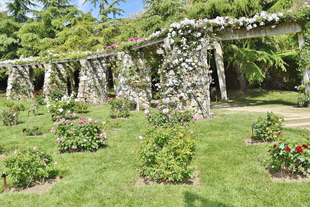 Foto: Concurso de rosas - Barcelona (Cataluña), España