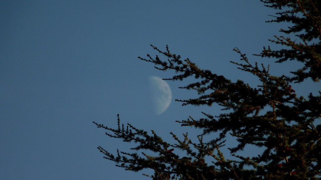 Foto: Luna creciente - Baronissi, Salerno (Campania), Italia