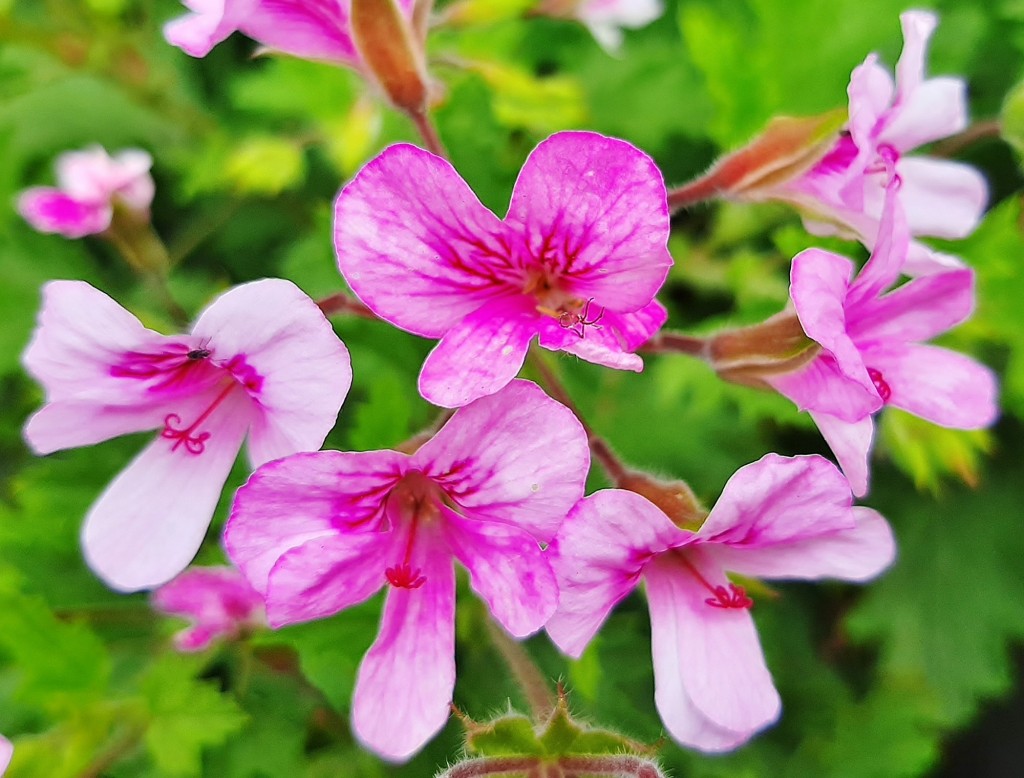 Foto: Flor en la ciudad - Barcelona (Cataluña), España