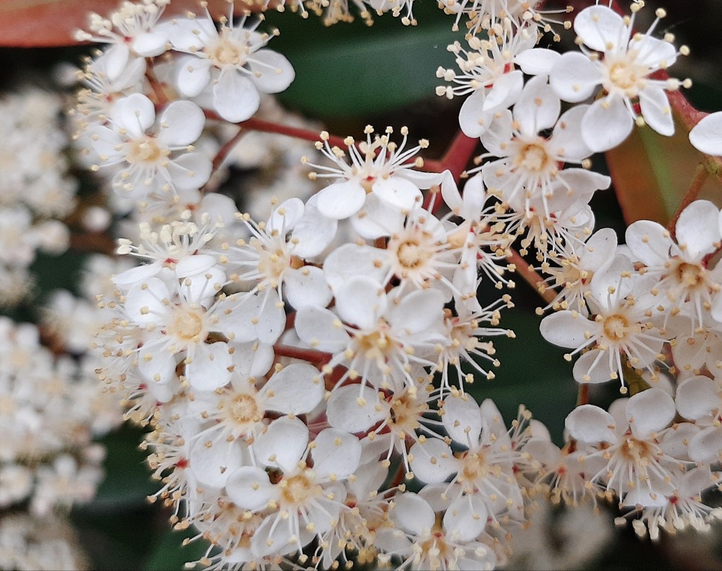 Foto: Flor en la ciudad - Barcelona (Cataluña), España