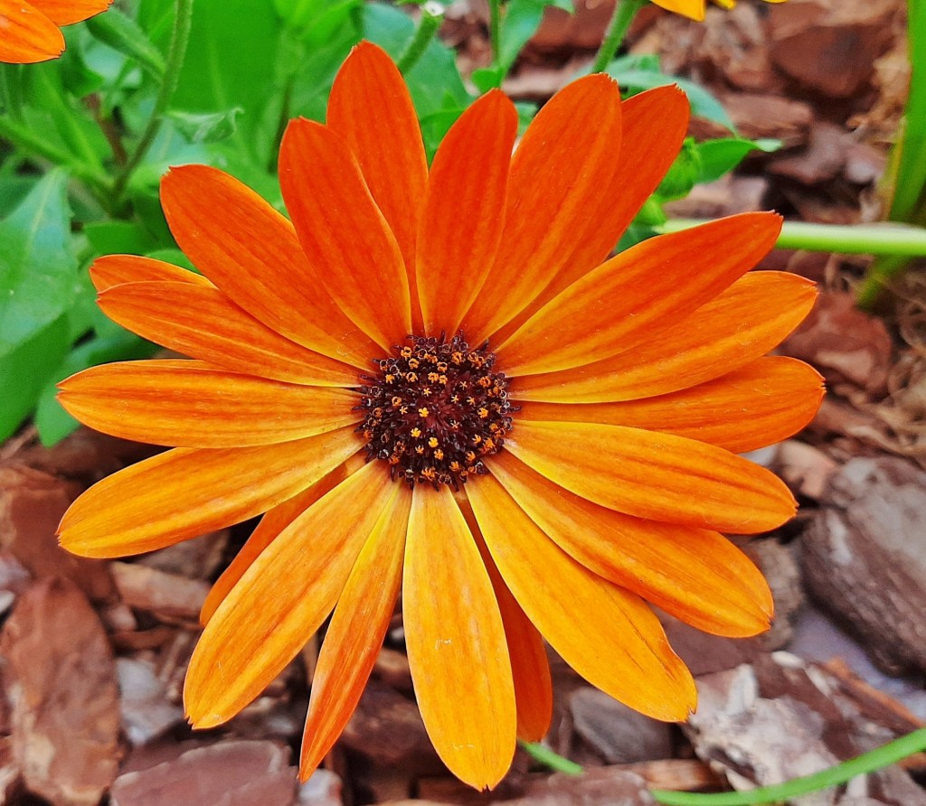 Foto: Flor en la ciudad - Barcelona (Cataluña), España