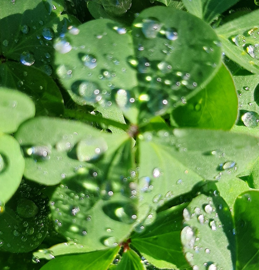 Foto: Flor en la ciudad - Barcelona (Cataluña), España