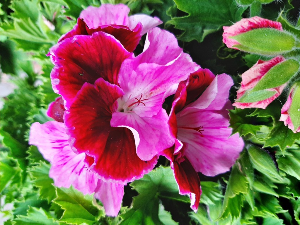 Foto: Flor en la ciudad - Barcelona (Cataluña), España