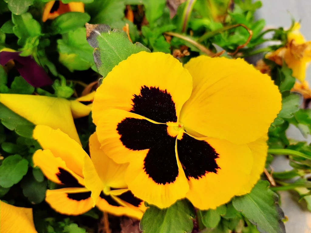 Foto: Flor en la ciudad - Barcelona (Cataluña), España