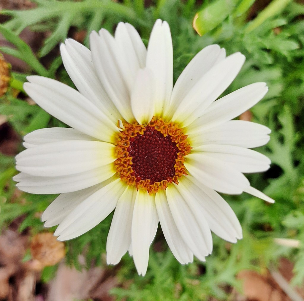 Foto: Flor en la ciudad - Barcelona (Cataluña), España