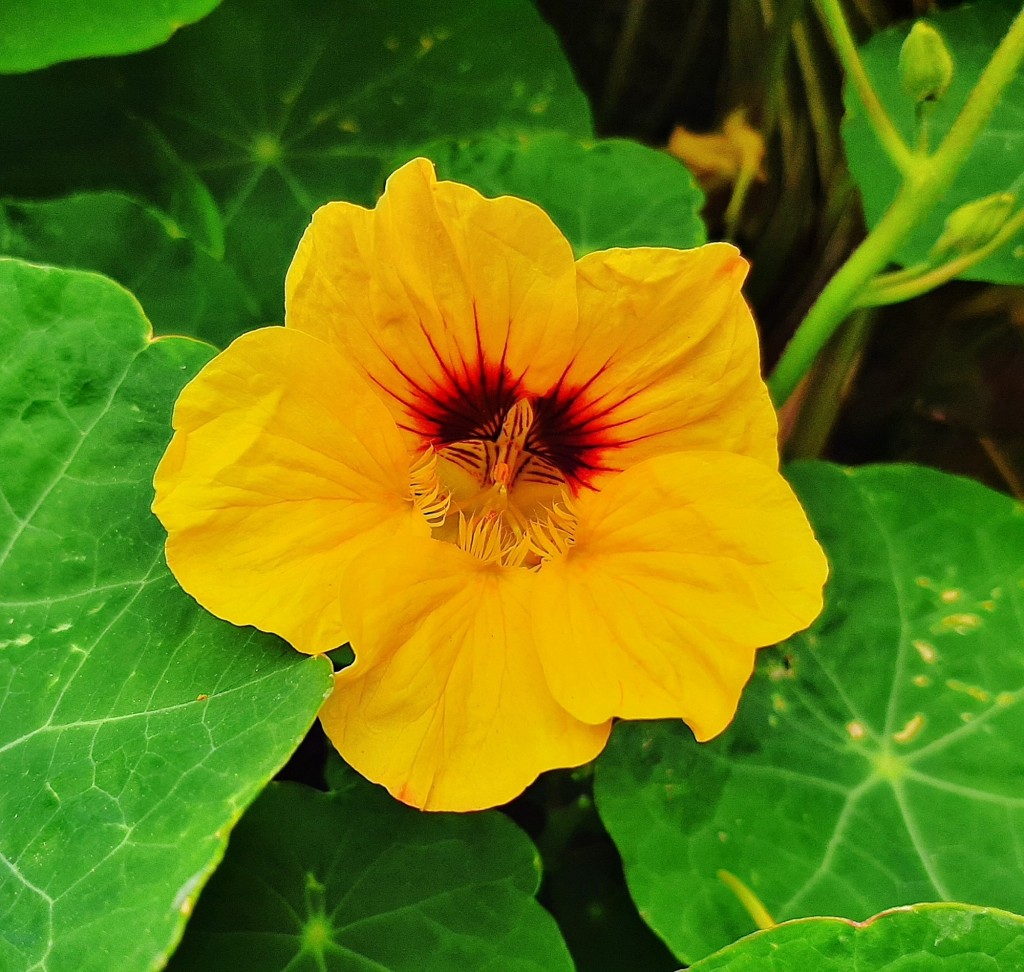 Foto: Flor en la ciudad - Barcelona (Cataluña), España