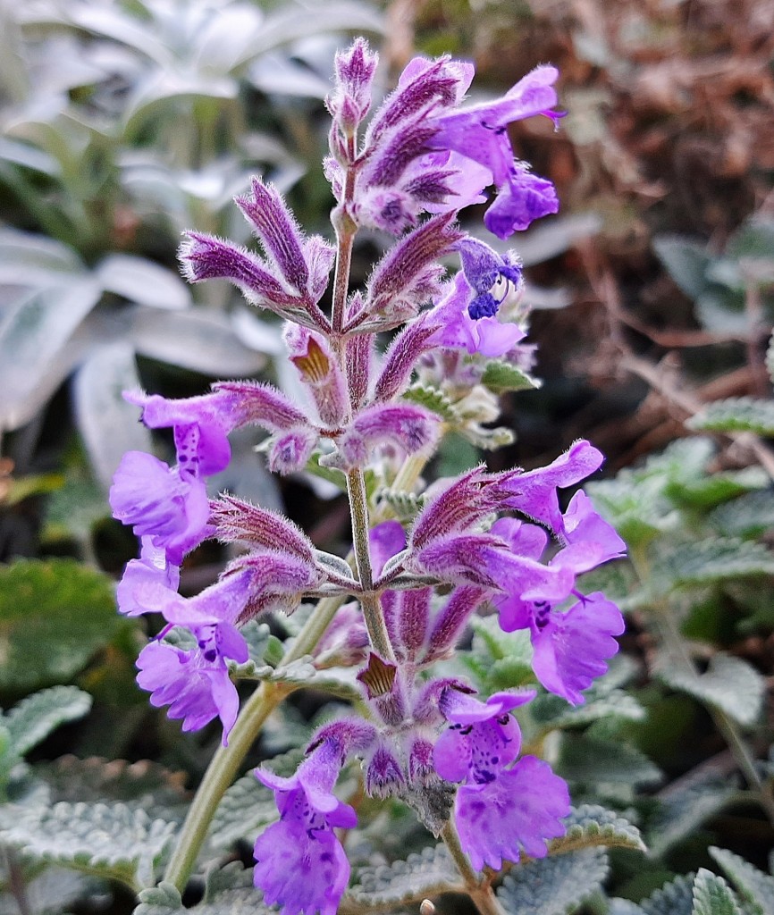Foto: Flor en la ciudad - Barcelona (Cataluña), España