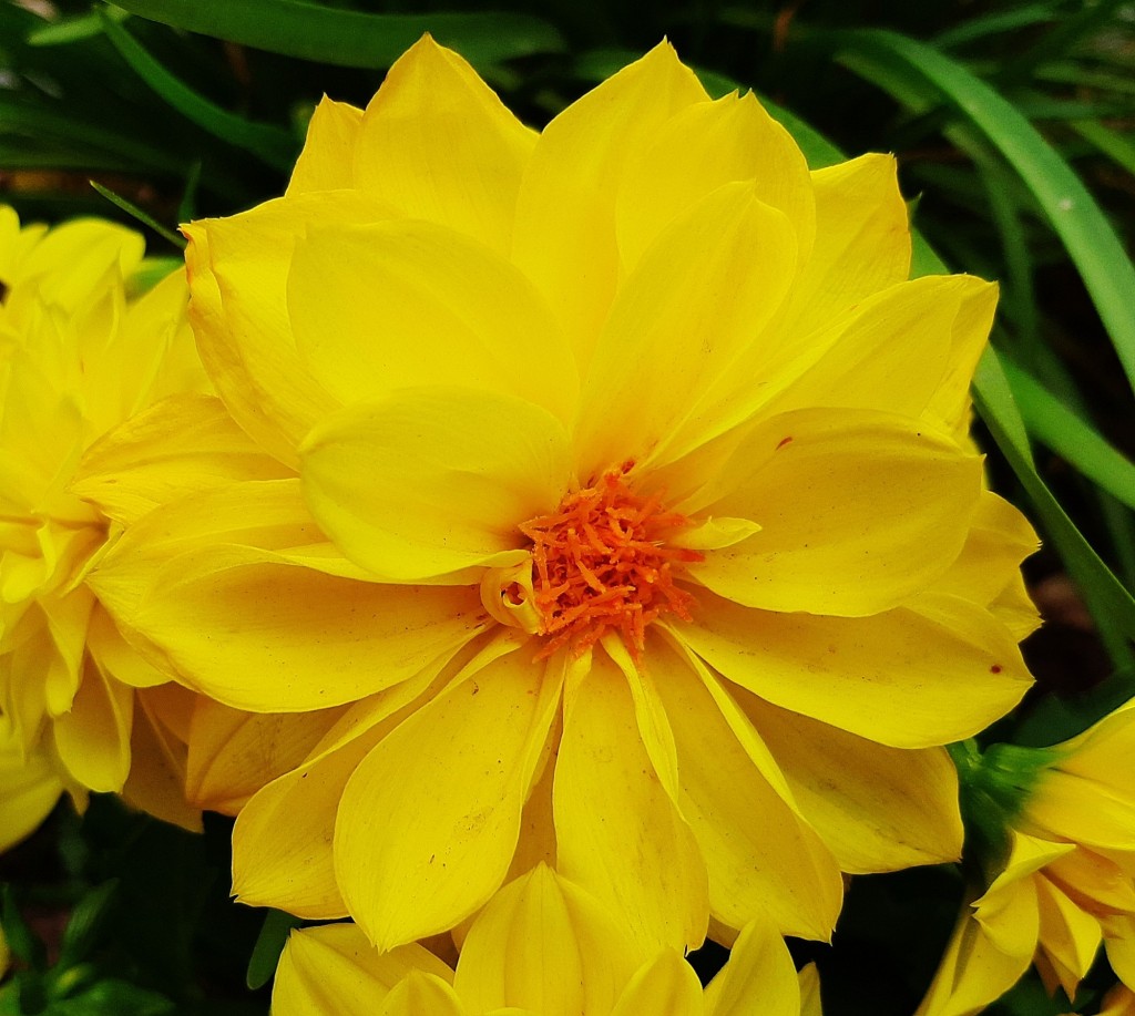 Foto: Flor en la ciudad - Barcelona (Cataluña), España