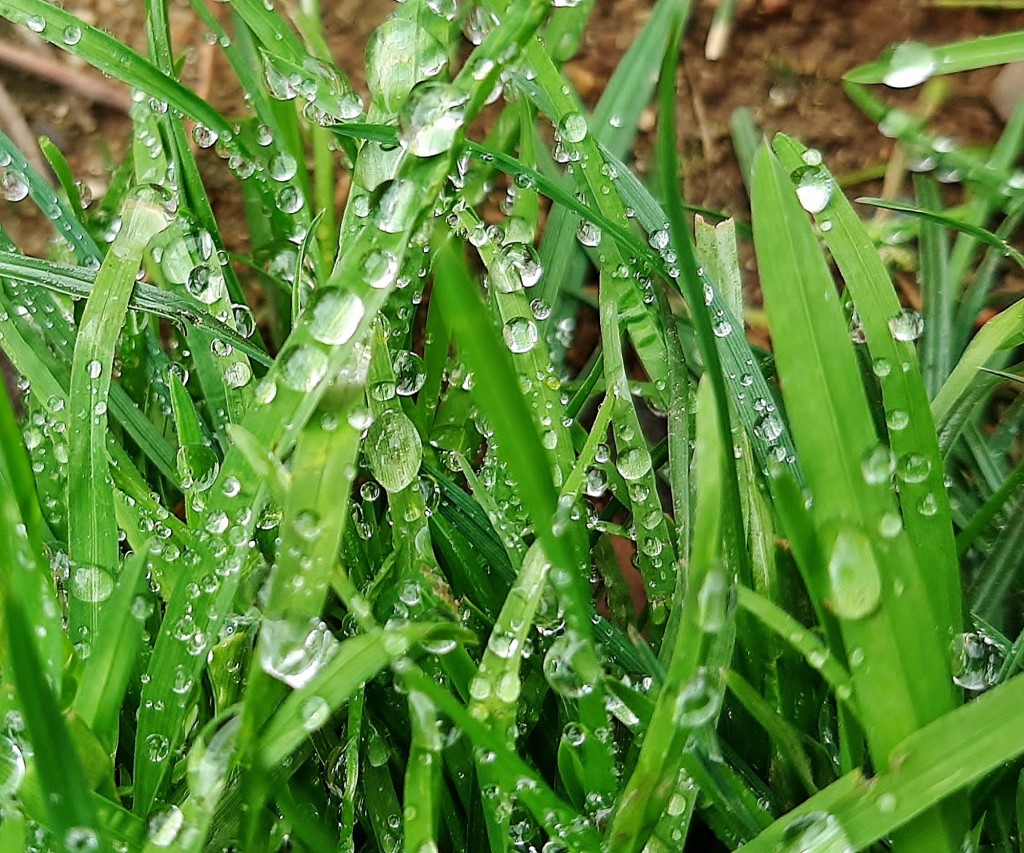 Foto: Flor en la ciudad - Barcelona (Cataluña), España