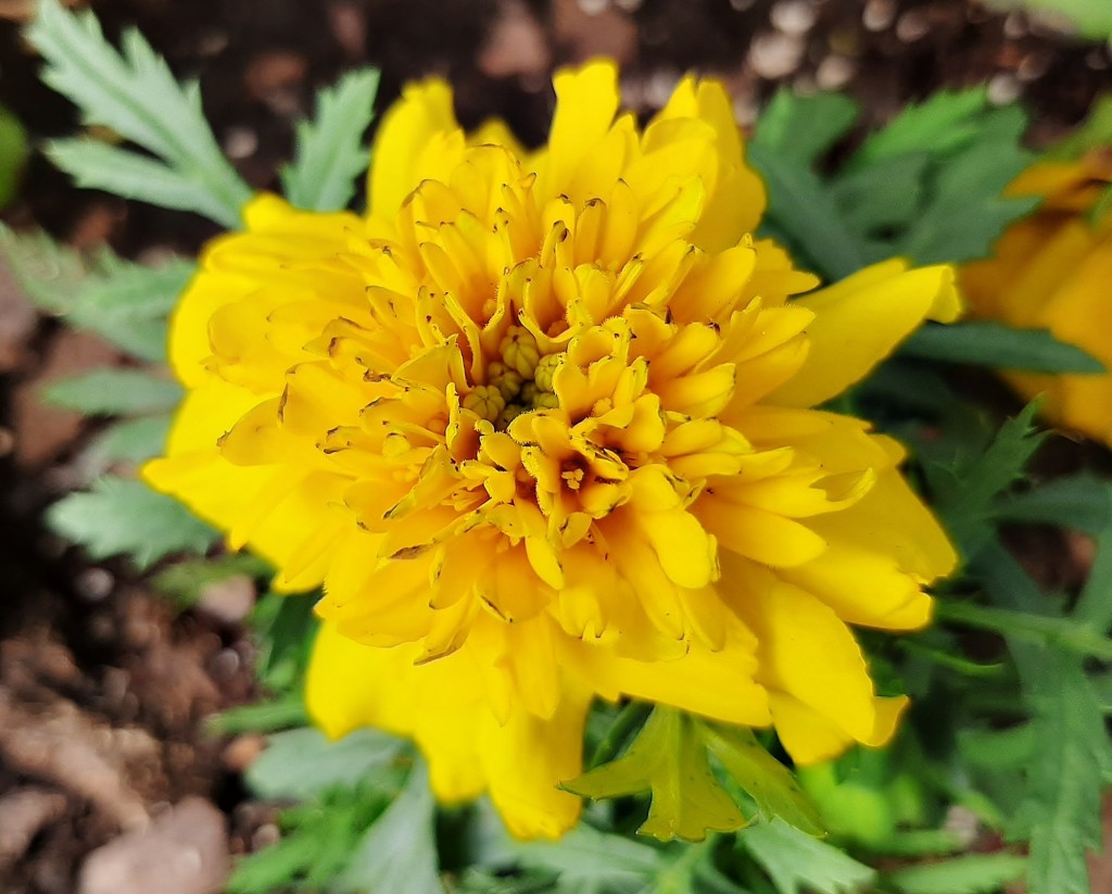 Foto: Flor en la ciudad - Barcelona (Cataluña), España
